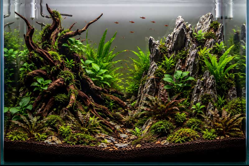 panduan aquascape untuk pemula
