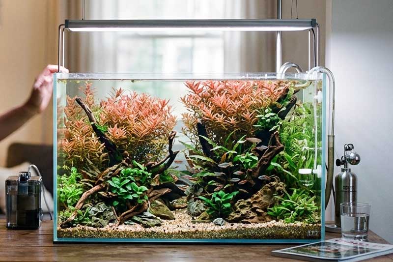 Panduan Lengkap Tanaman Aquascape Rotala: Karakteristik, Jenis, dan Cara Merawatnya