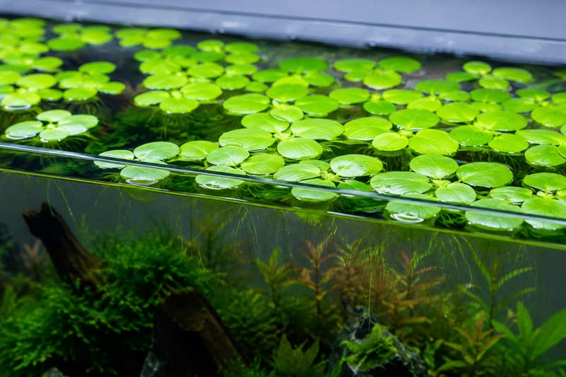 Tanaman Hias Amazon Frogbit