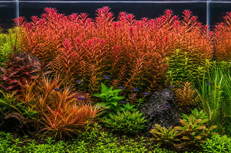 Rotala H’ra: Panduan Lengkap Cara Merawat agar Merah Cerah dan Rimbun