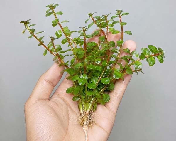 Cara Menanam Rotala Blood Red