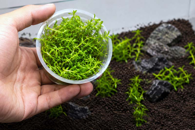Cara Merawat Tanaman Rotala Green