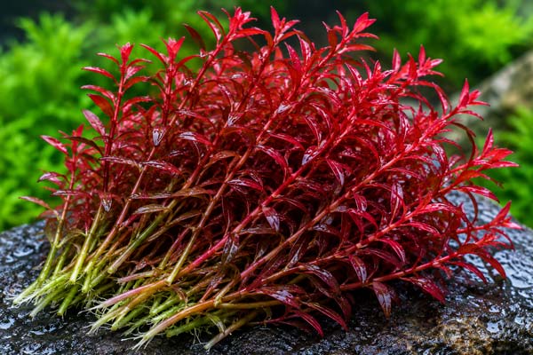 Propagasi Rotala Blood Red