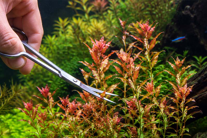 Cara Trimming Ludwigia Repens