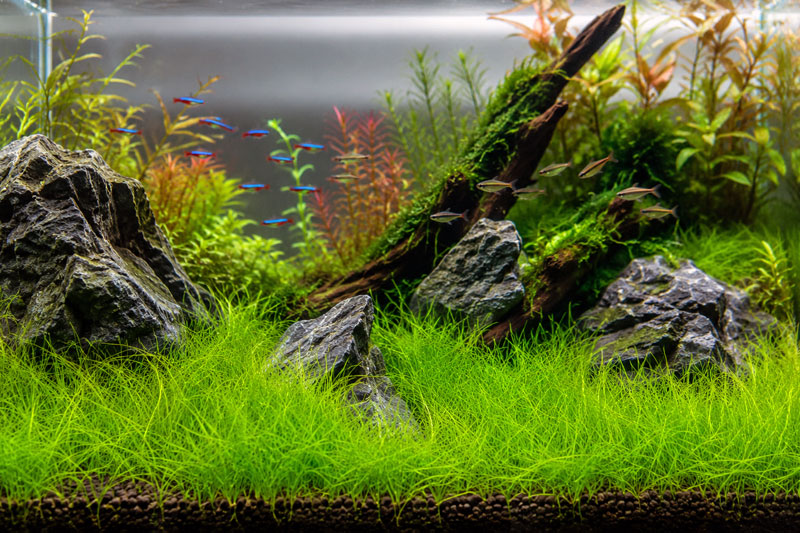 Dwarf Hairgrass Nature Aquarium