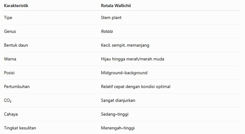 Karakteristik Umum Tanaman Rotala Wallichii