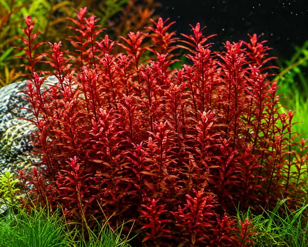 Tanaman Aquascape Rotala Blood Red: Jenis, Karakteristik, dan Cara Merawatnya