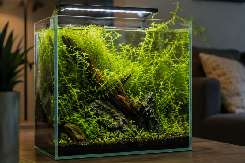 Rotala Green: Ciri, Cara Merawat, dan Tips Tumbuh Subur
