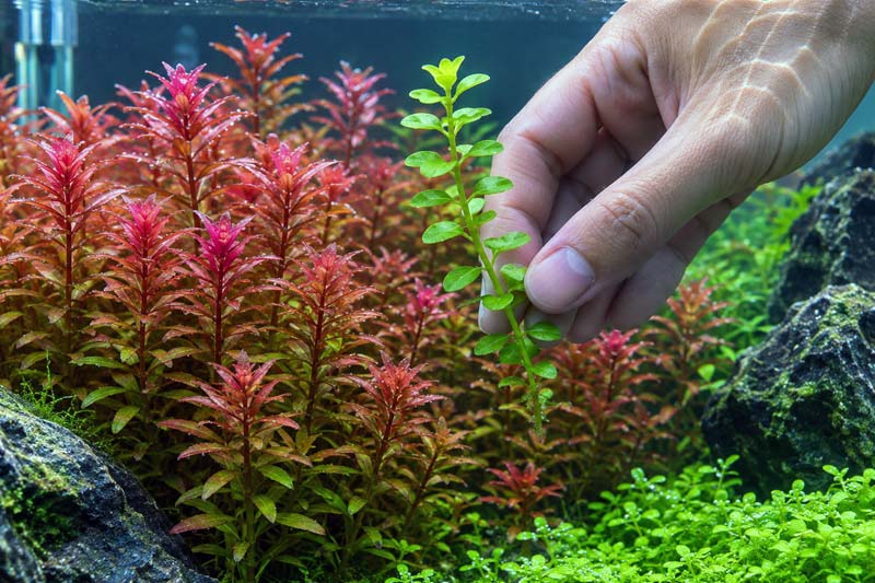 Rotala Rotundifolia: Panduan Lengkap Cara Merawat agar Merah, Rimbun, dan Sehat