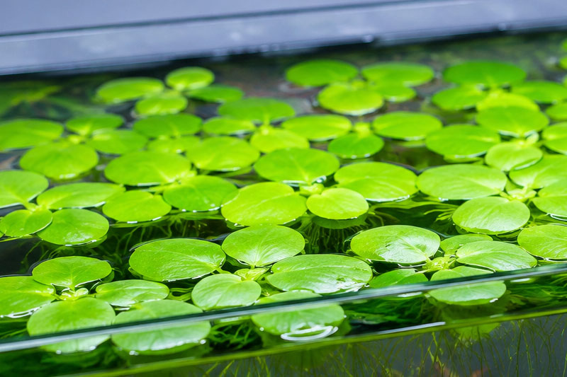 Tanaman Aquascape Amazon Frogbit: Ciri, Cara Merawat, dan Tips Agar Subur