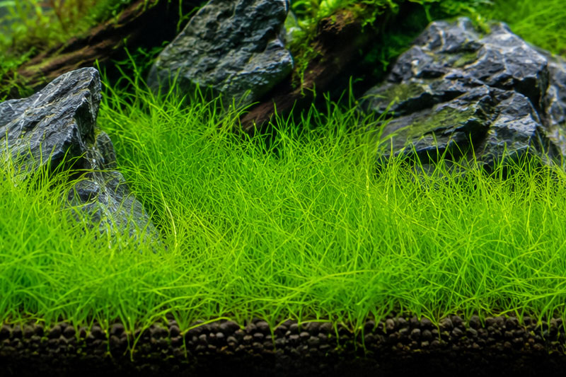 Tanaman Aquascape Dwarf Hairgrass: Ciri, Cara Menanam, dan Perawatannya