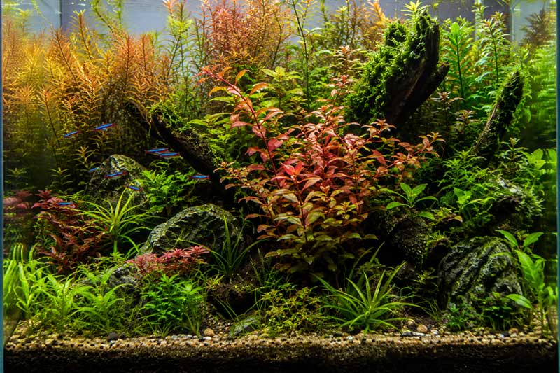 Ludwigia Repens: Ciri, Cara Merawat, dan Tips Agar Merah