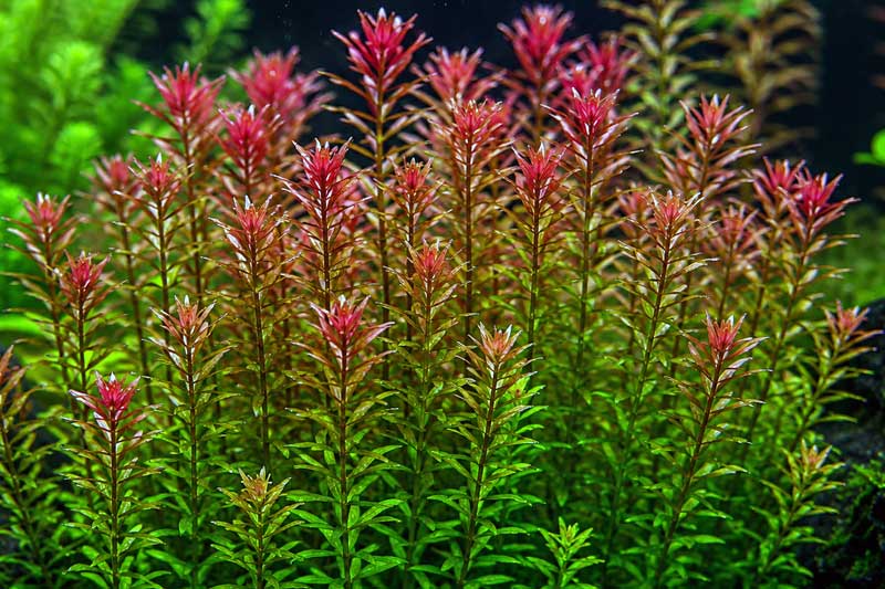 Karakteristik Rotala H’ra