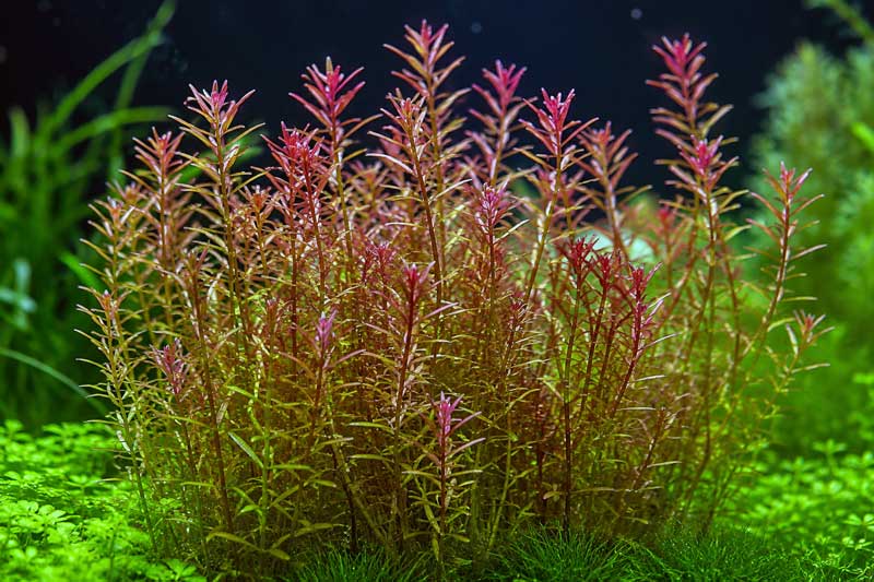 Tanaman Aquascape Rotala Wallichii: Ciri, Cara Merawat, dan Tips Agar Merah