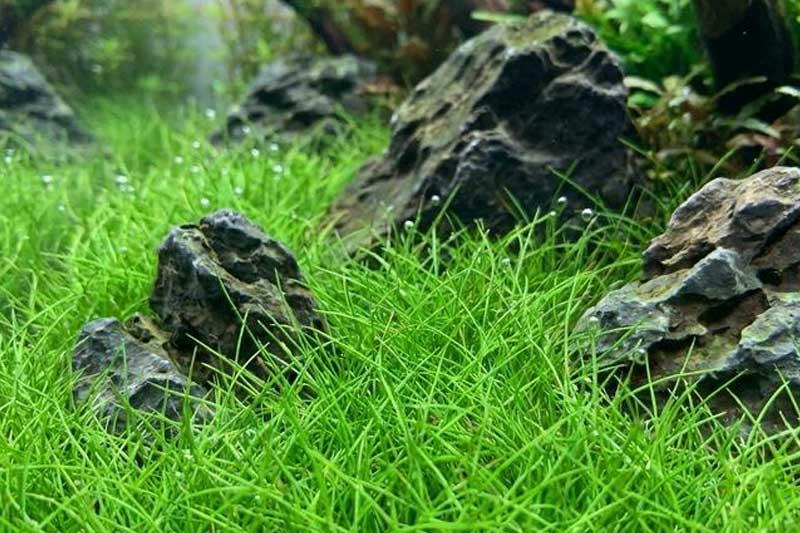 Tanaman Iwagumi Aquascape: Pilihan Karpet untuk Pemula